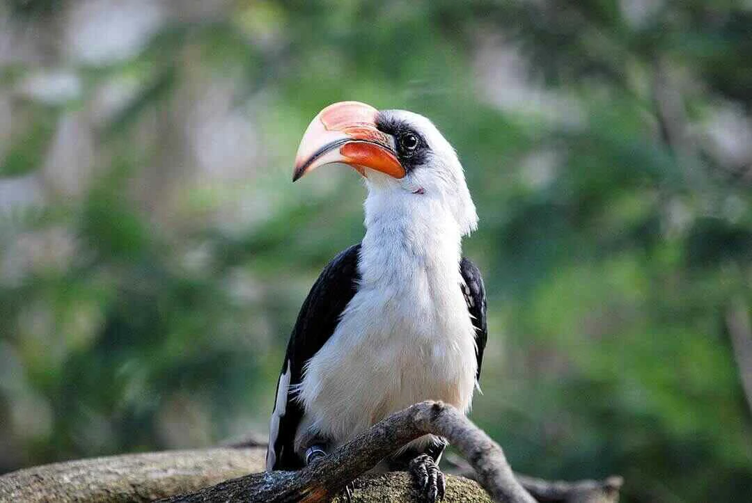 Von der Decken's Hornbill